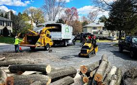 How Our Tree Care Process Works  in  Crugers, NY