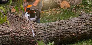 Best Commercial Tree Removal  in Crugers, NY