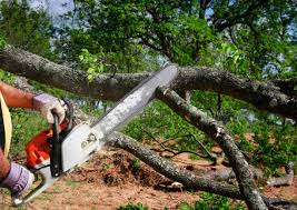 Best Leaf Removal  in Crugers, NY