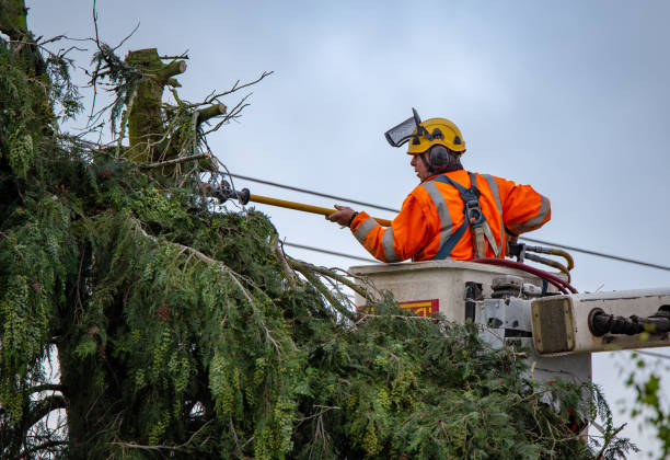 Best Tree and Shrub Care  in Crugers, NY