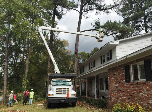 Best Hazardous Tree Removal  in Crugers, NY