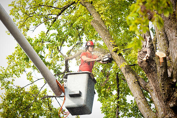 Best Commercial Tree Removal  in Crugers, NY