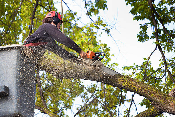 Lawn Drainage Solutions in Crugers, NY